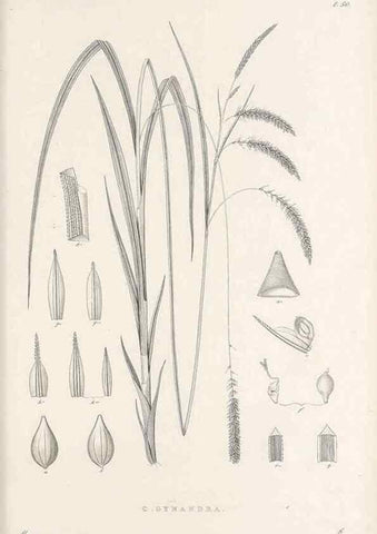 Reproducción/Reproduction 48682886731: Illustrations of the genus Carex. London :William Pamplin,1858-1867.. 