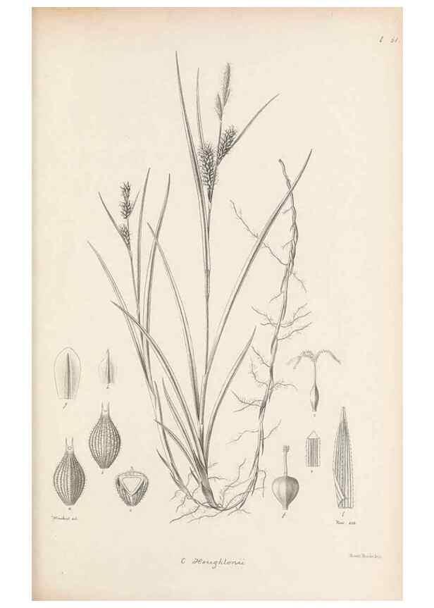 Reproducción/Reproduction 48682546613: Illustrations of the genus Carex. London :William Pamplin,1858-1867.. 