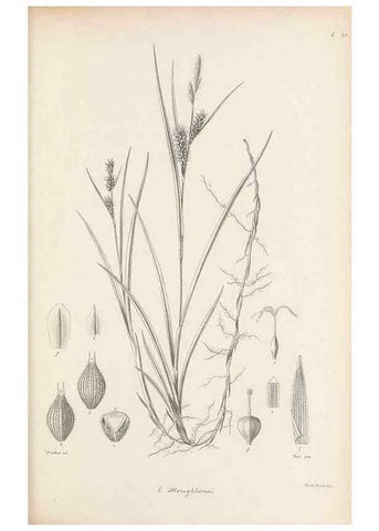 Reproducción/Reproduction 48682546613: Illustrations of the genus Carex. London :William Pamplin,1858-1867.. 