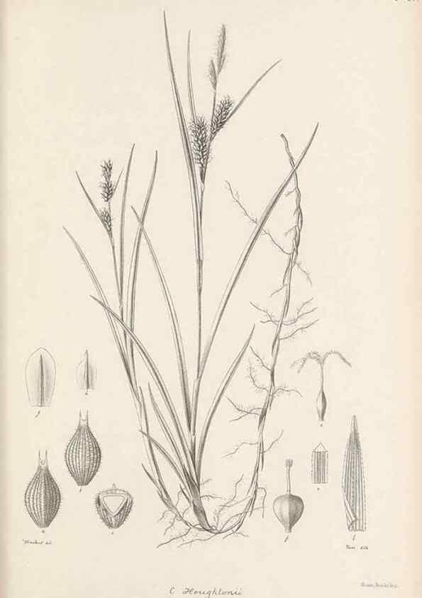 Reproducción/Reproduction 48682546613: Illustrations of the genus Carex. London :William Pamplin,1858-1867.. 
