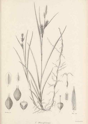 Reproducción/Reproduction 48682546613: Illustrations of the genus Carex. London :William Pamplin,1858-1867.. 