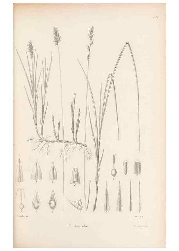 Reproducción/Reproduction 48682887066: Illustrations of the genus Carex. London :William Pamplin,1858-1867.. 