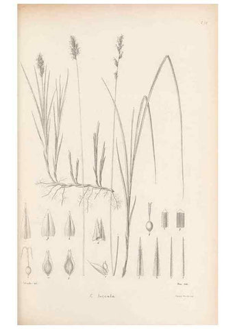 Reproducción/Reproduction 48682887066: Illustrations of the genus Carex. London :William Pamplin,1858-1867.. 