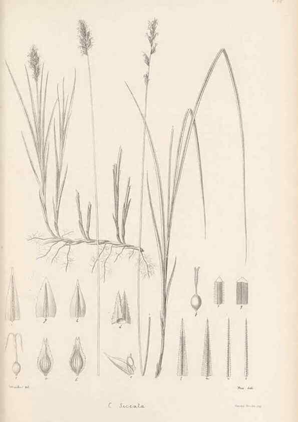 Reproducción/Reproduction 48682887066: Illustrations of the genus Carex. London :William Pamplin,1858-1867.. 