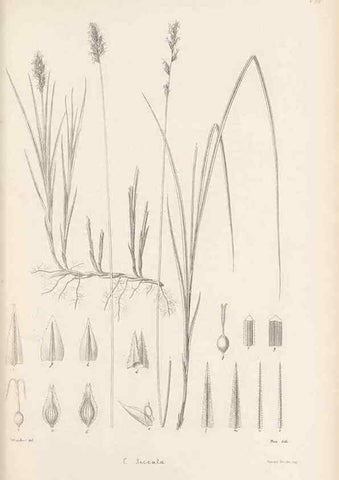 Reproducción/Reproduction 48682887066: Illustrations of the genus Carex. London :William Pamplin,1858-1867.. 