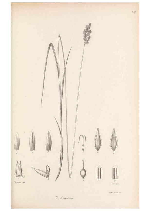 Reproducción/Reproduction 48682547103: Illustrations of the genus Carex. London :William Pamplin,1858-1867.. 