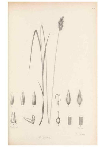 Reproducción/Reproduction 48682547103: Illustrations of the genus Carex. London :William Pamplin,1858-1867.. 