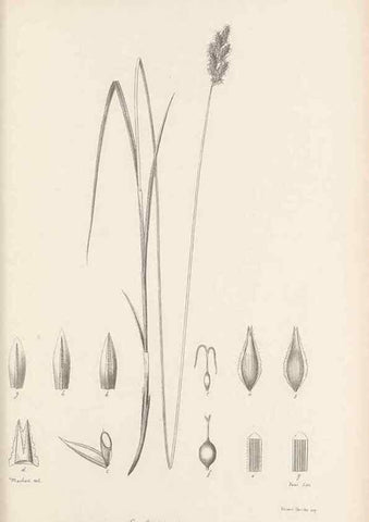 Reproducción/Reproduction 48682547103: Illustrations of the genus Carex. London :William Pamplin,1858-1867.. 