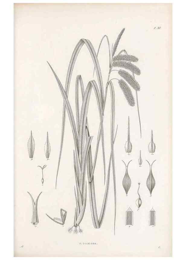 Reproducción/Reproduction 48683057847: Illustrations of the genus Carex. London :William Pamplin,1858-1867.. 
