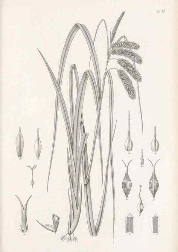 Reproducción/Reproduction 48683057847: Illustrations of the genus Carex. London :William Pamplin,1858-1867.. 