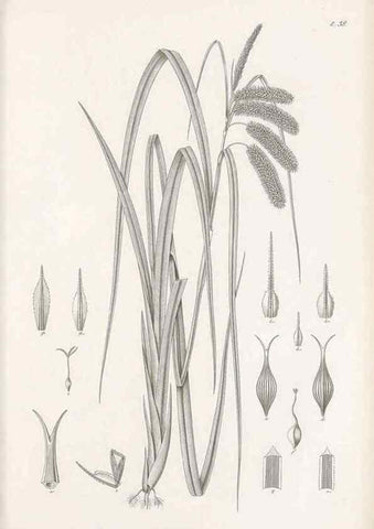 Reproducción/Reproduction 48683057847: Illustrations of the genus Carex. London :William Pamplin,1858-1867.. 