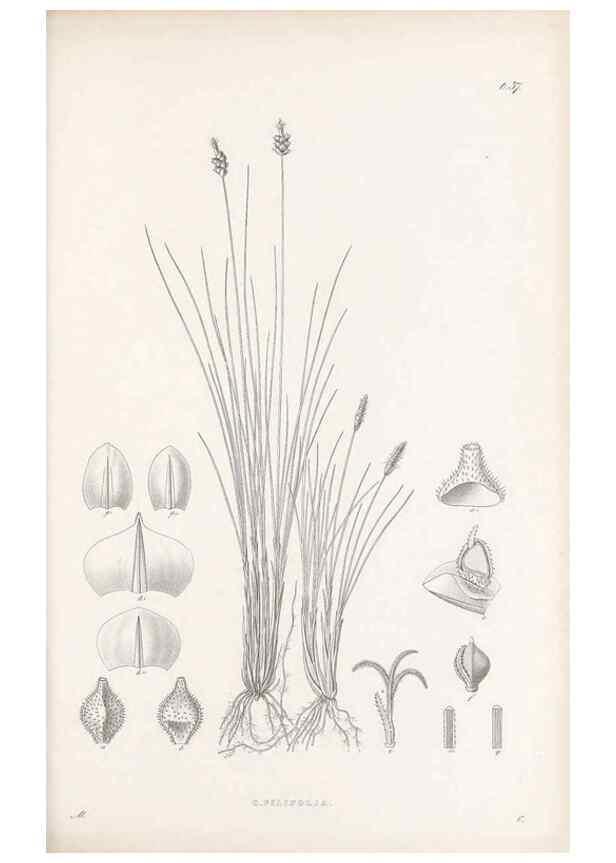 Reproducción/Reproduction 48682883591: Illustrations of the genus Carex. London :William Pamplin,1858-1867.. 