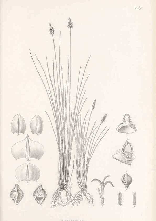 Reproducción/Reproduction 48682883591: Illustrations of the genus Carex. London :William Pamplin,1858-1867.. 