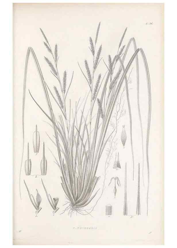 Reproducción/Reproduction 48683057382: Illustrations of the genus Carex. London :William Pamplin,1858-1867.. 