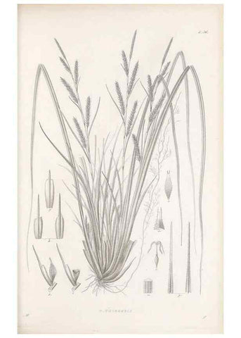 Reproducción/Reproduction 48683057382: Illustrations of the genus Carex. London :William Pamplin,1858-1867.. 