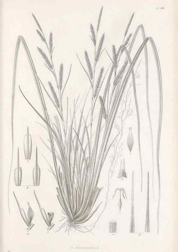 Reproducción/Reproduction 48683057382: Illustrations of the genus Carex. London :William Pamplin,1858-1867.. 