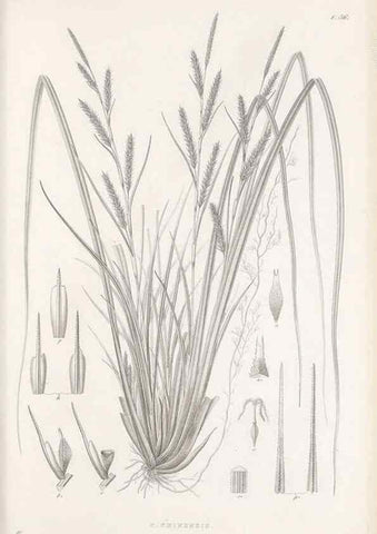 Reproducción/Reproduction 48683057382: Illustrations of the genus Carex. London :William Pamplin,1858-1867.. 
