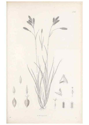 Reproducción/Reproduction 48682883071: Illustrations of the genus Carex. London :William Pamplin,1858-1867.. 
