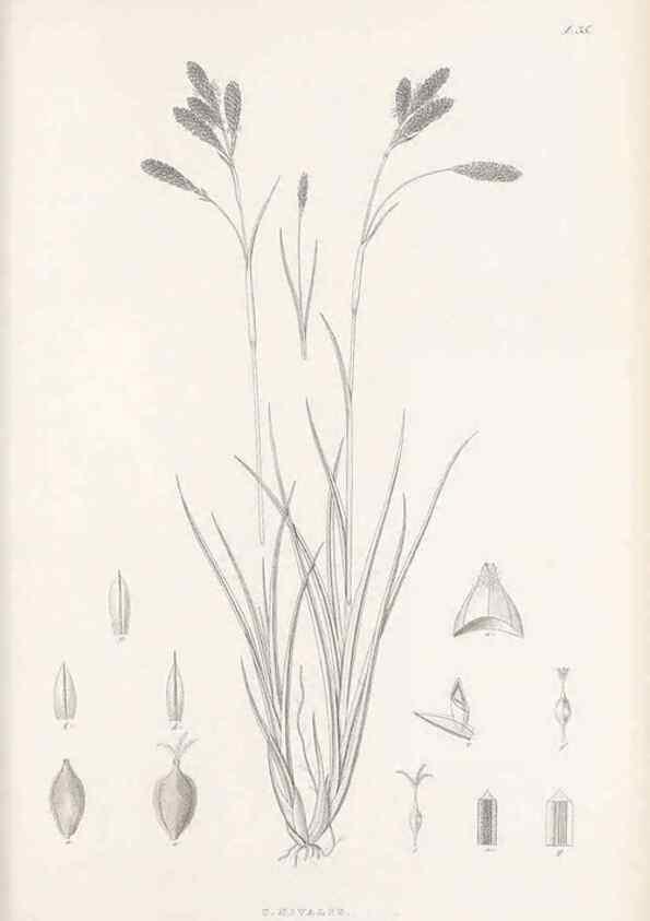 Reproducción/Reproduction 48682883071: Illustrations of the genus Carex. London :William Pamplin,1858-1867.. 