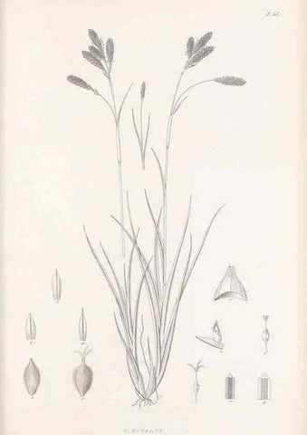 Reproducción/Reproduction 48682883071: Illustrations of the genus Carex. London :William Pamplin,1858-1867.. 
