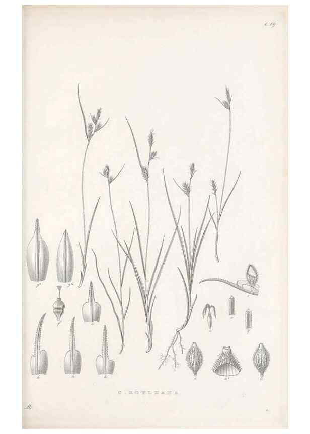 Reproducción/Reproduction 48683051957: Illustrations of the genus Carex. London :William Pamplin,1858-1867.. 