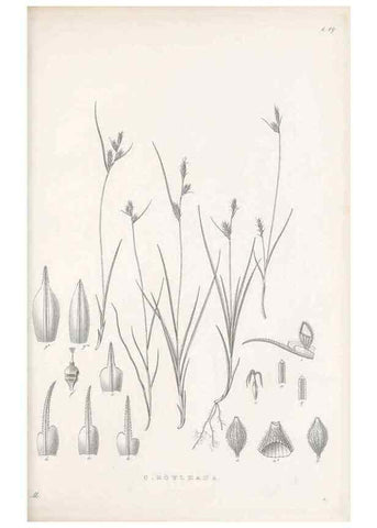 Reproducción/Reproduction 48683051957: Illustrations of the genus Carex. London :William Pamplin,1858-1867.. 