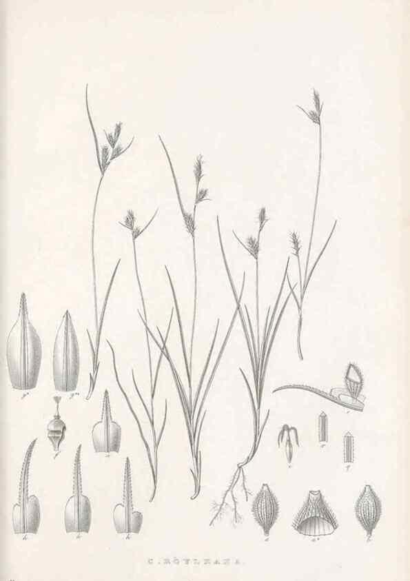 Reproducción/Reproduction 48683051957: Illustrations of the genus Carex. London :William Pamplin,1858-1867.. 