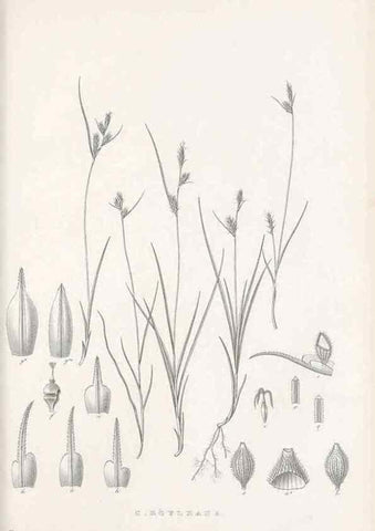 Reproducción/Reproduction 48683051957: Illustrations of the genus Carex. London :William Pamplin,1858-1867.. 