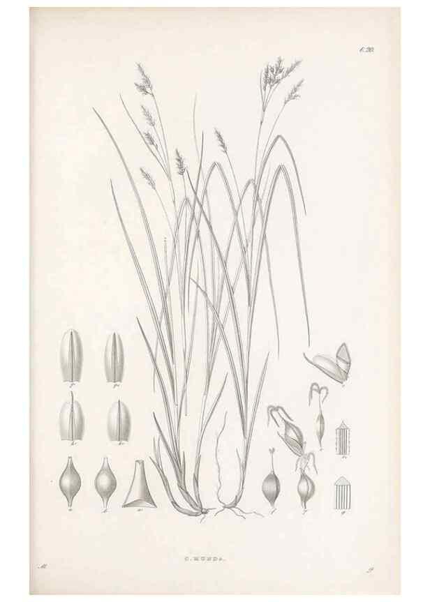 Reproducción/Reproduction 48682537388: Illustrations of the genus Carex. London :William Pamplin,1858-1867.. 