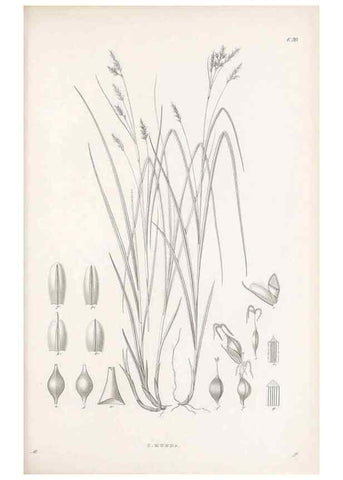 Reproducción/Reproduction 48682537388: Illustrations of the genus Carex. London :William Pamplin,1858-1867.. 