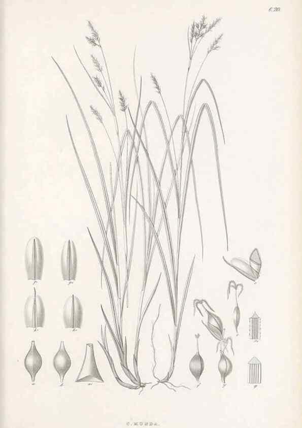 Reproducción/Reproduction 48682537388: Illustrations of the genus Carex. London :William Pamplin,1858-1867.. 