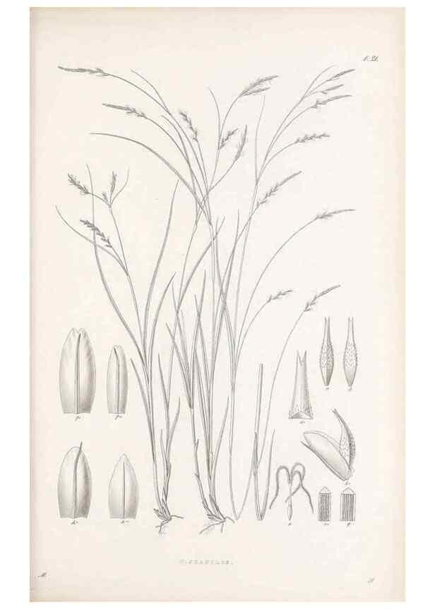 Reproducción/Reproduction 48682878931: Illustrations of the genus Carex. London :William Pamplin,1858-1867.. 