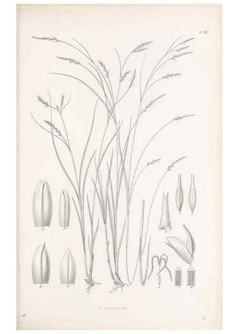 Reproducción/Reproduction 48682878931: Illustrations of the genus Carex. London :William Pamplin,1858-1867.. 