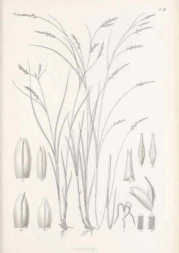 Reproducción/Reproduction 48682878931: Illustrations of the genus Carex. London :William Pamplin,1858-1867.. 