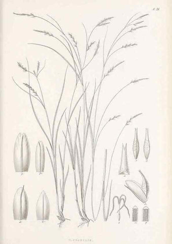 Reproducción/Reproduction 48682878931: Illustrations of the genus Carex. London :William Pamplin,1858-1867.. 