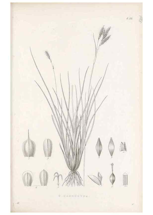 Reproducción/Reproduction 48683053102: Illustrations of the genus Carex. London :William Pamplin,1858-1867.. 