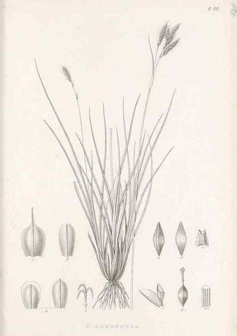 Reproducción/Reproduction 48683053102: Illustrations of the genus Carex. London :William Pamplin,1858-1867.. 
