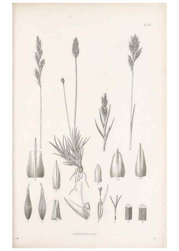 Reproducción/Reproduction 48683053357: Illustrations of the genus Carex. London :William Pamplin,1858-1867.. 