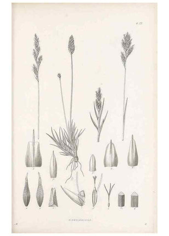 Reproducción/Reproduction 48683053357: Illustrations of the genus Carex. London :William Pamplin,1858-1867.. 