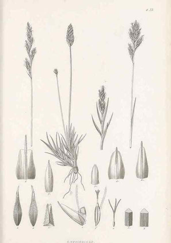 Reproducción/Reproduction 48683053357: Illustrations of the genus Carex. London :William Pamplin,1858-1867.. 
