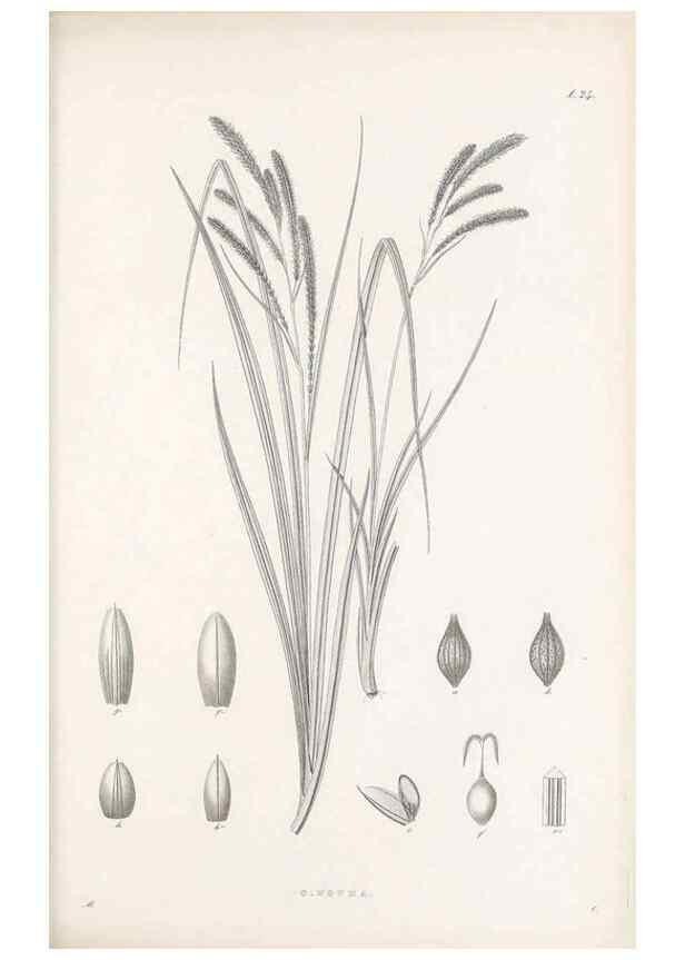 Reproducción/Reproduction 48682538558: Illustrations of the genus Carex. London :William Pamplin,1858-1867.. 