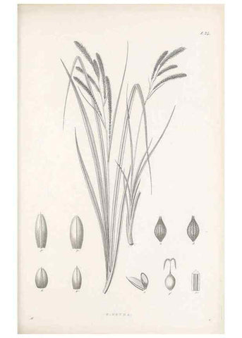 Reproducción/Reproduction 48682538558: Illustrations of the genus Carex. London :William Pamplin,1858-1867.. 