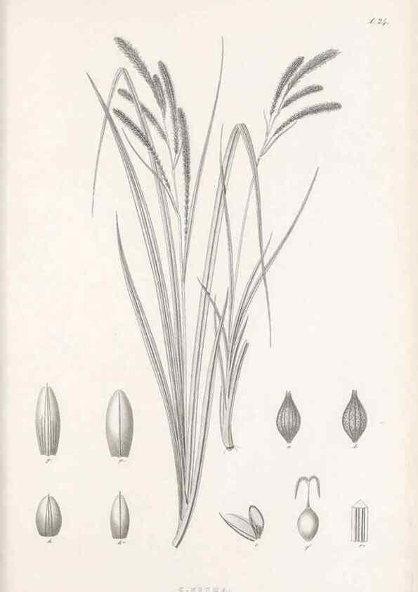 Reproducción/Reproduction 48682538558: Illustrations of the genus Carex. London :William Pamplin,1858-1867.. 