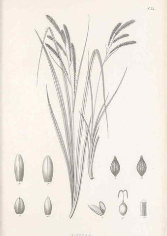 Reproducción/Reproduction 48682538558: Illustrations of the genus Carex. London :William Pamplin,1858-1867.. 