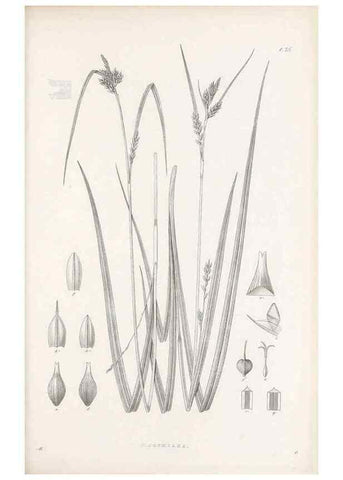 Reproducción/Reproduction 48682879911: Illustrations of the genus Carex. London :William Pamplin,1858-1867.. 