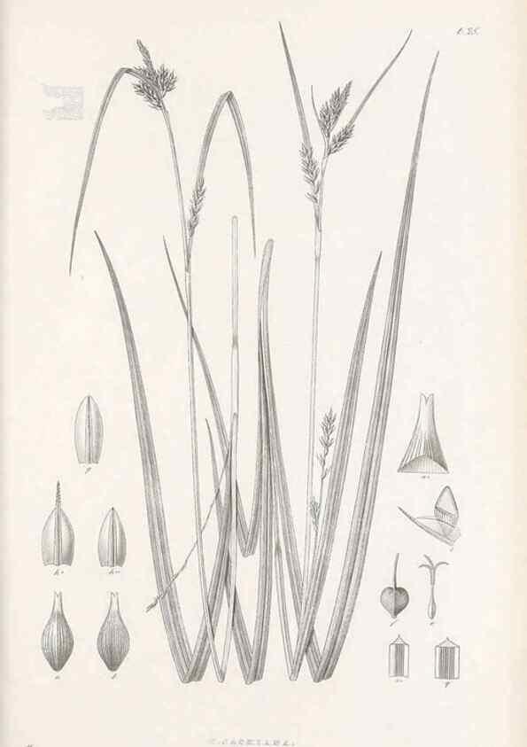 Reproducción/Reproduction 48682879911: Illustrations of the genus Carex. London :William Pamplin,1858-1867.. 