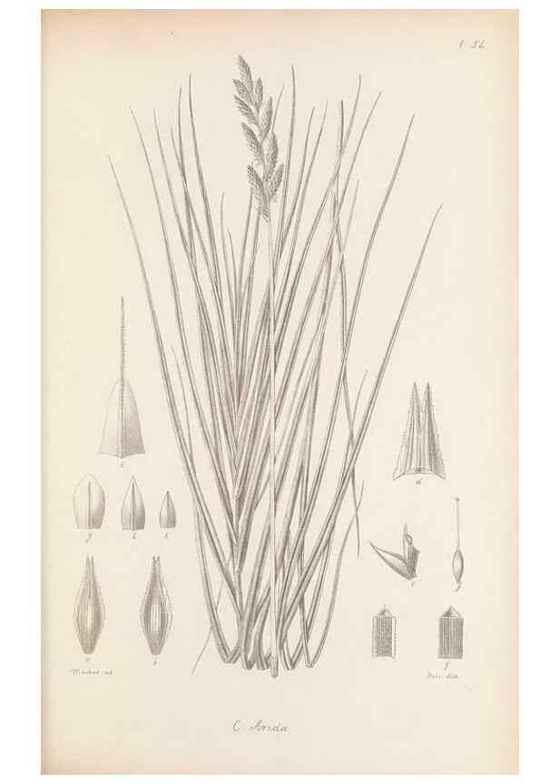 Reproducción/Reproduction 48683062162: Illustrations of the genus Carex. London :William Pamplin,1858-1867.. 