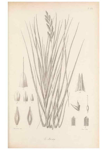 Reproducción/Reproduction 48683062162: Illustrations of the genus Carex. London :William Pamplin,1858-1867.. 