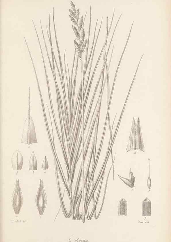Reproducción/Reproduction 48683062162: Illustrations of the genus Carex. London :William Pamplin,1858-1867.. 