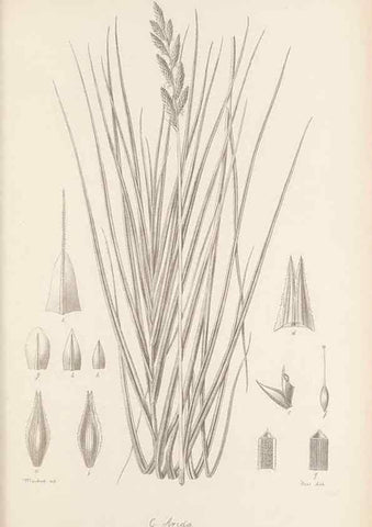 Reproducción/Reproduction 48683062162: Illustrations of the genus Carex. London :William Pamplin,1858-1867.. 